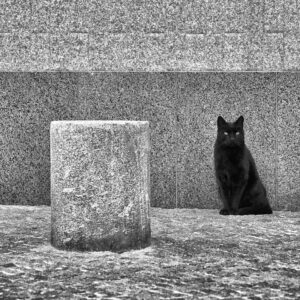 Black cat #1