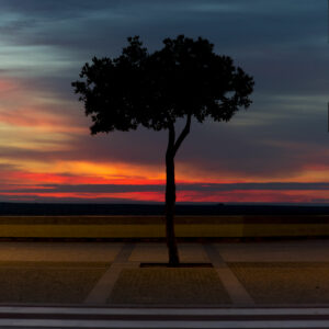 Tree #1