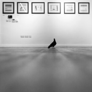Pigeon at the exhibition