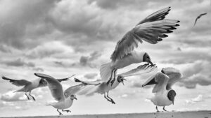 Seagulls B&W #1