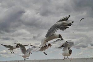 Seagulls color #4