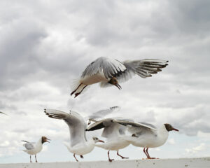 Seagulls color #1