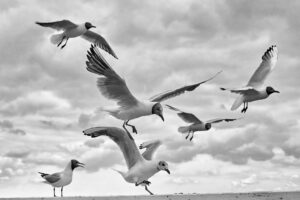 Seagulls B&W #2