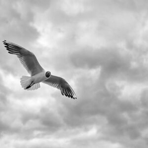 Seagull  B&W #1