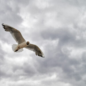 Seagull  color #2