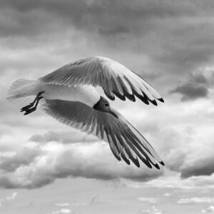 Seagull  B&W #2