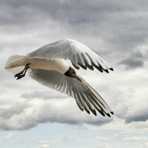 Seagull  color #3