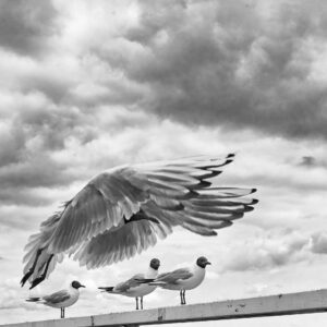 Seagulls  B&W #3