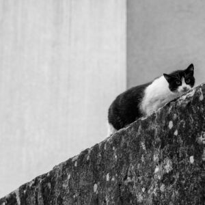 Black cat #3