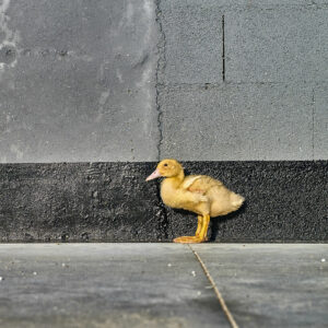 Little Duck